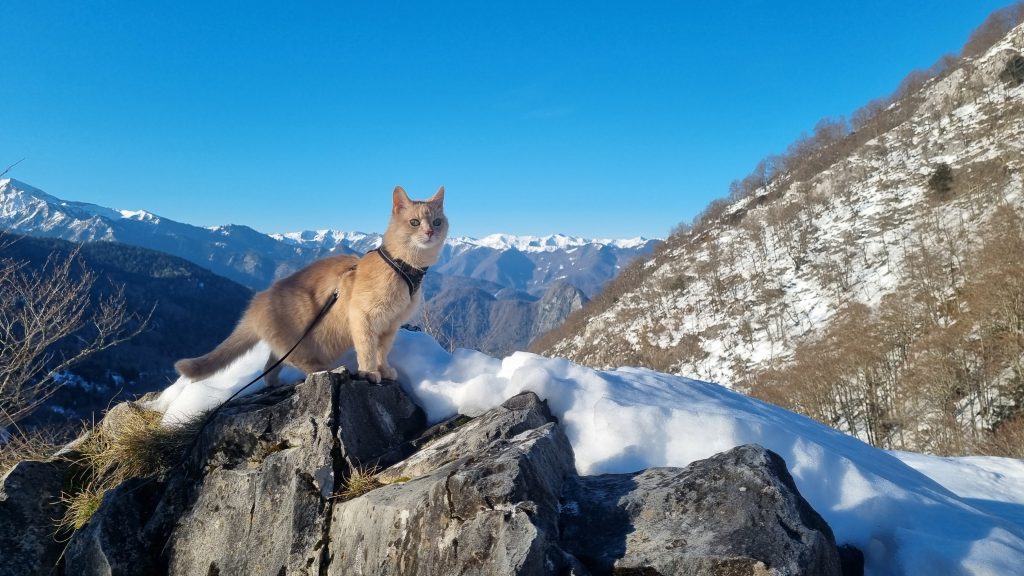 Kissa pyreneen vuoristossa